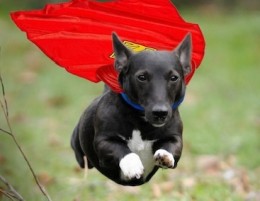 Dog flying with a cape
